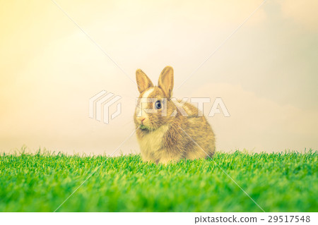 Rabbit on green grass for easter holiday ( Filtered image processed vintage effect. ) 29517548