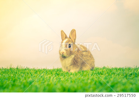 Rabbit on green grass for easter holiday ( Filtered image processed vintage effect. ) 29517550