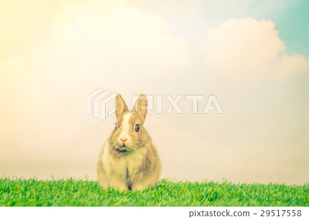 Rabbit on green grass for easter holiday ( Filtered image processed vintage effect. ) 29517558
