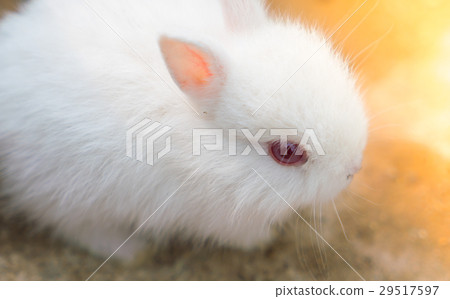 Rabbit for easter holiday ( Filtered image processed vintage effect. ) . 29517597