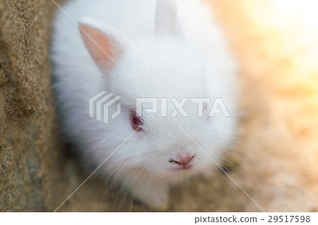 Rabbit for easter holiday ( Filtered image processed vintage effect. ) . 29517598