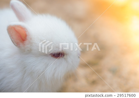 Rabbit for easter holiday ( Filtered image processed vintage effect. ) . 29517600