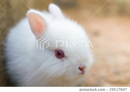 Rabbit for easter holiday ( Filtered image processed vintage effect. ) . 29517607