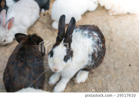 Rabbit for easter holiday ( Filtered image processed vintage effect. ) . 29517610