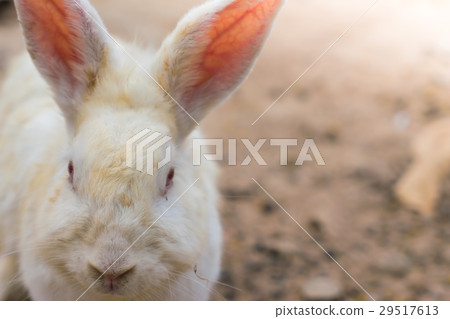 Rabbit for easter holiday ( Filtered image processed vintage effect. ) . 29517613