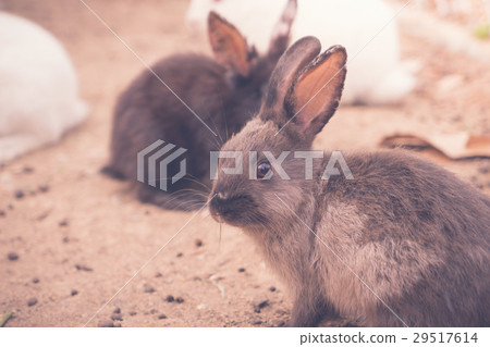 Rabbit for easter holiday ( Filtered image processed vintage effect. ) . 29517614