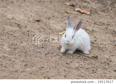 Rabbit for easter holiday ( Filtered image processed vintage effect. ) . 29517617