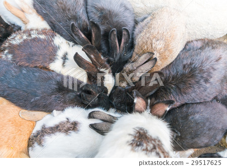 Rabbit for easter holiday ( Filtered image processed vintage effect. ) . 29517625