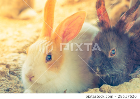 Rabbit for easter holiday ( Filtered image processed vintage effect. ) . 29517626