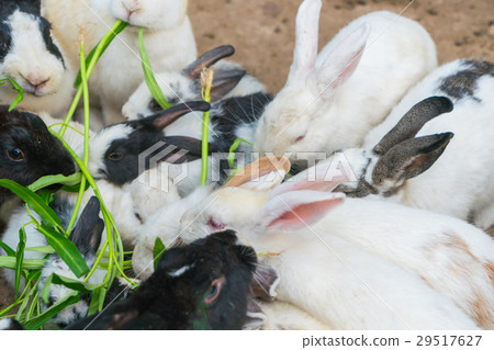 Rabbit for easter holiday ( Filtered image processed vintage effect. ) . 29517627