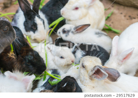 Rabbit for easter holiday ( Filtered image processed vintage effect. ) . 29517629