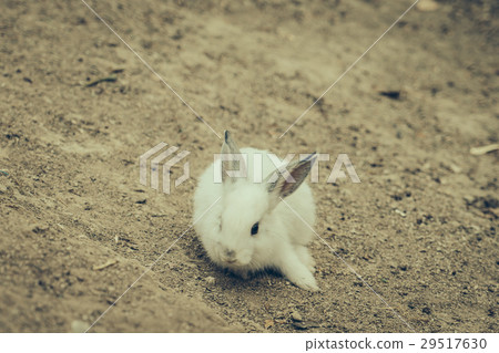 Rabbit for easter holiday ( Filtered image processed vintage effect. ) . 29517630