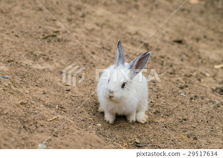 Rabbit for easter holiday ( Filtered image processed vintage effect. ) . 29517634