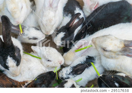 Rabbit for easter holiday ( Filtered image processed vintage effect. ) . 29517638