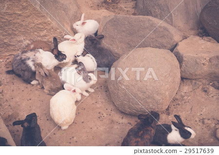 Rabbit for easter holiday ( Filtered image processed vintage effect. ) . 29517639