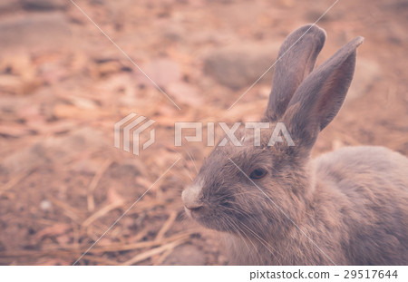 Rabbit for easter holiday ( Filtered image processed vintage effect. ) . 29517644