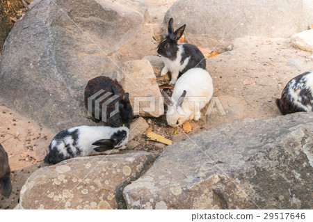 Rabbit for easter holiday ( Filtered image processed vintage effect. ) . 29517646