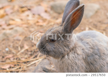 Rabbit for easter holiday ( Filtered image processed vintage effect. ) . 29517650