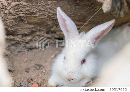 Rabbit for easter holiday ( Filtered image processed vintage effect. ) . 29517653