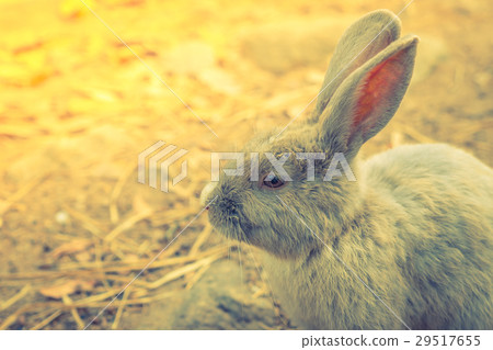 Rabbit for easter holiday ( Filtered image processed vintage effect. ) . 29517655
