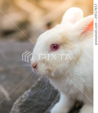 Rabbit for easter holiday ( Filtered image processed vintage effect. ) . 29517657