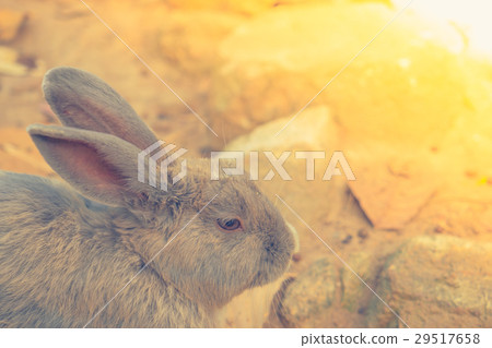 Rabbit for easter holiday ( Filtered image processed vintage effect. ) . 29517658