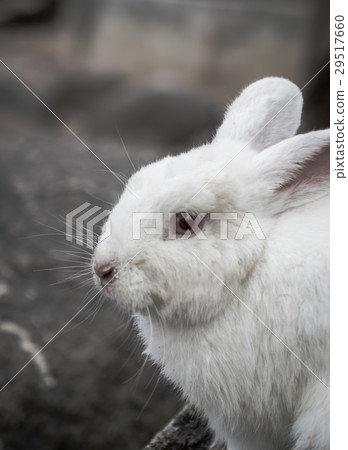 Rabbit for easter holiday ( Filtered image processed vintage effect. ) . 29517660