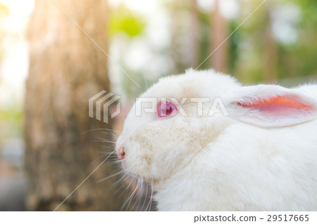 Rabbit for easter holiday ( Filtered image processed vintage effect. ) . 29517665