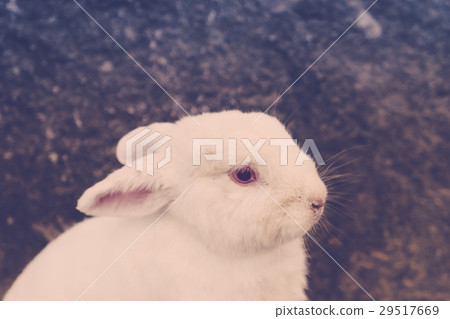 Rabbit for easter holiday ( Filtered image processed vintage effect. ) . 29517669