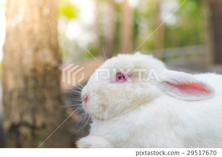 Rabbit for easter holiday ( Filtered image processed vintage effect. ) . 29517670