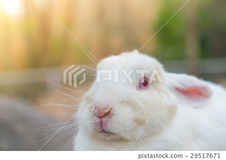 Rabbit for easter holiday ( Filtered image processed vintage effect. ) . 29517671