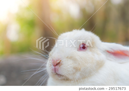 Rabbit for easter holiday ( Filtered image processed vintage effect. ) . 29517673