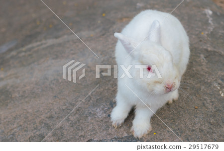 Rabbit for easter holiday ( Filtered image processed vintage effect. ) . 29517679