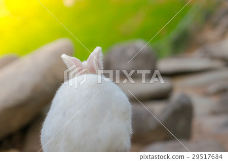 Rabbit for easter holiday ( Filtered image processed vintage effect. ) . 29517684