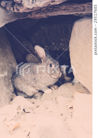 Rabbit for easter holiday ( Filtered image processed vintage effect. ) . 29517685