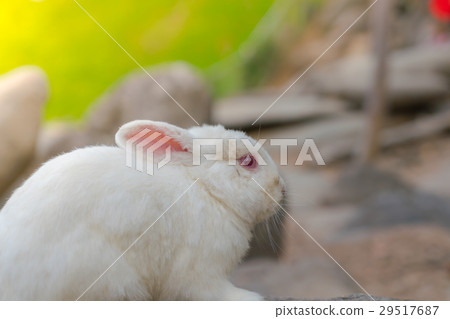 Rabbit for easter holiday ( Filtered image processed vintage effect. ) . 29517687