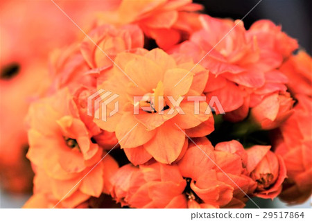 長壽花 29517864