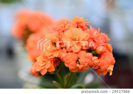 長壽花 29517866