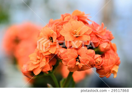 長壽花 29517868