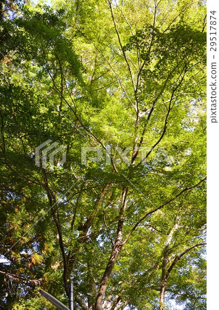 Sunshine between green and tree (Mt. Takao / Hachioji City, Tokyo) 29517874