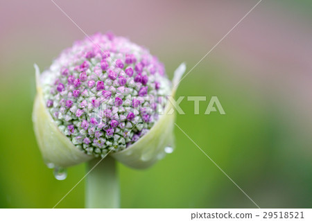 Rainy day ... Allium gigantium 29518521