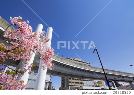 Nagoya City Higashi-ku Ozone station front viaduct and Kawazuzakura 29518530
