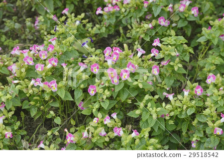 Torenia Torenia 29518542