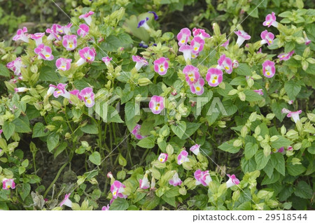 Torenia 29518544