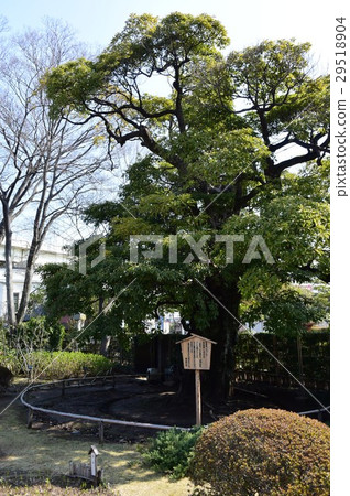 Ichinosawa Kunakatei Protective tree Tunnoki 29518904