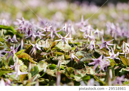 Koromori河Katakuri花 29518981