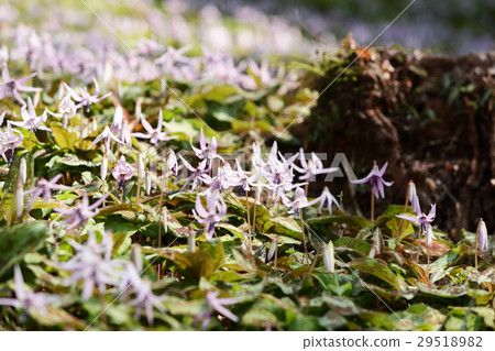 Koromori河Katakuri花 Koromori河Katakuri花 29518982