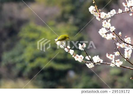 Plum blossom and white-eye 29519172