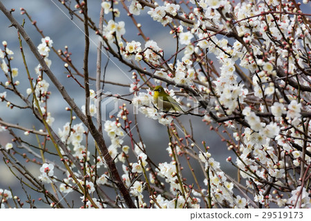 Plum blossom and white-eye 29519173