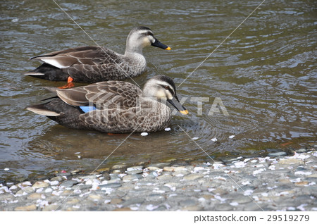 Ichinose Sakagawa河公園的Karugamo 29519279